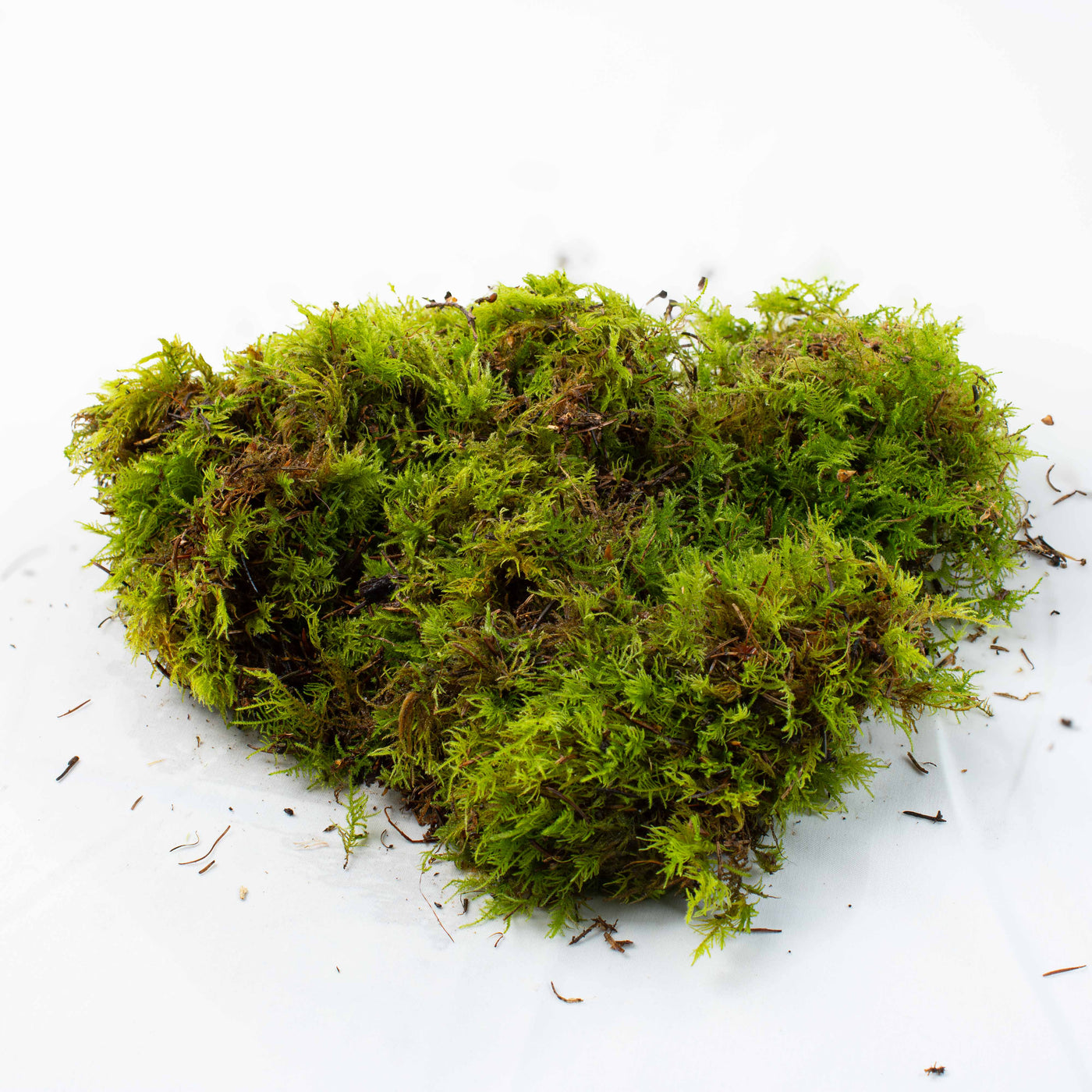 Fern-style live moss sheet enhancing terrain depth, texture and realism in hobbyist terrariums and display enclosures.