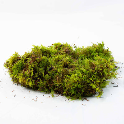 Live Fern Moss (Thuidium tamariscinum) with finely branched fern-like texture, ideal for terrariums, vivariums and natural indoor landscapes.