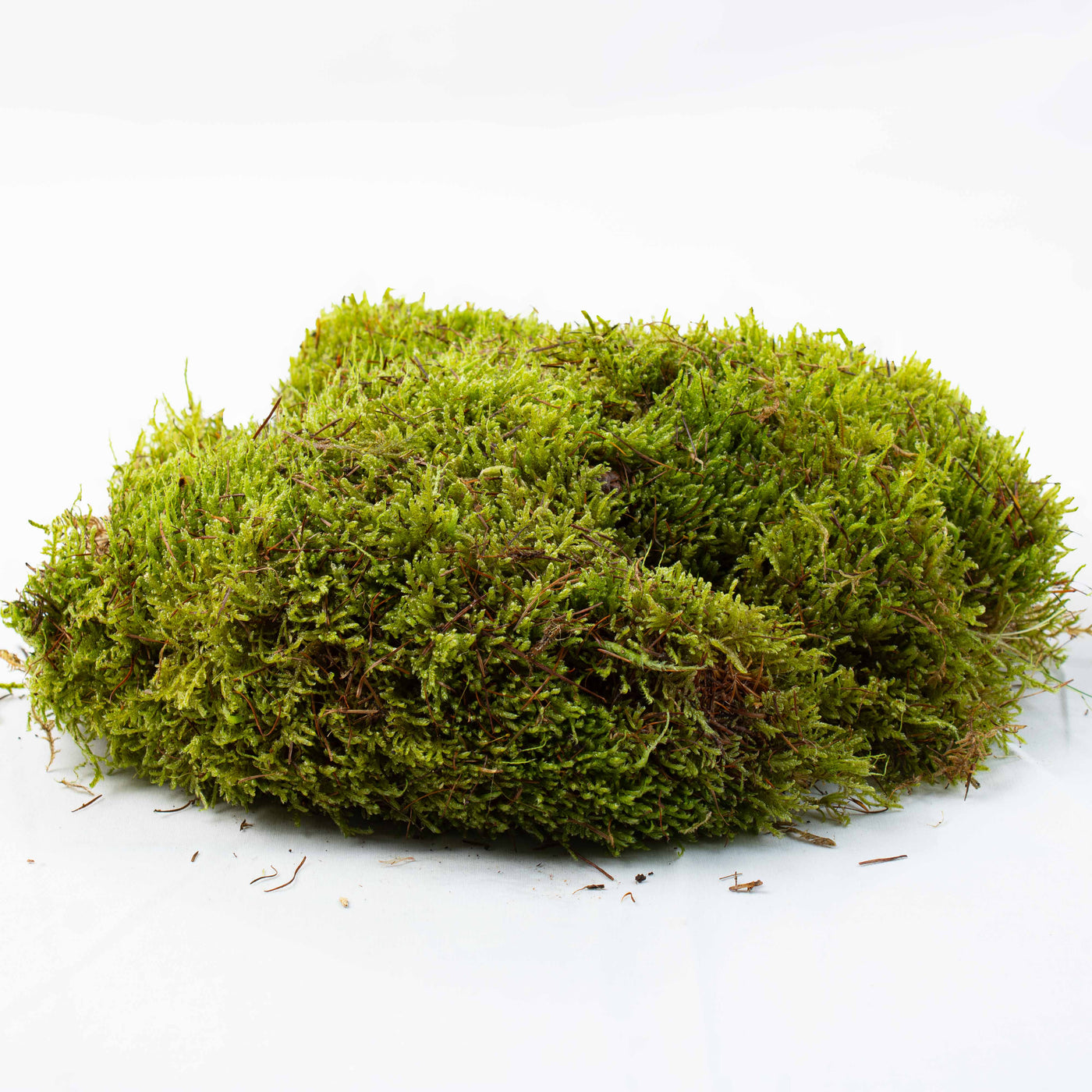 Hypnum moss sheet providing dense green ground cover for dioramas, bonsai scenes, and moss garden creations.