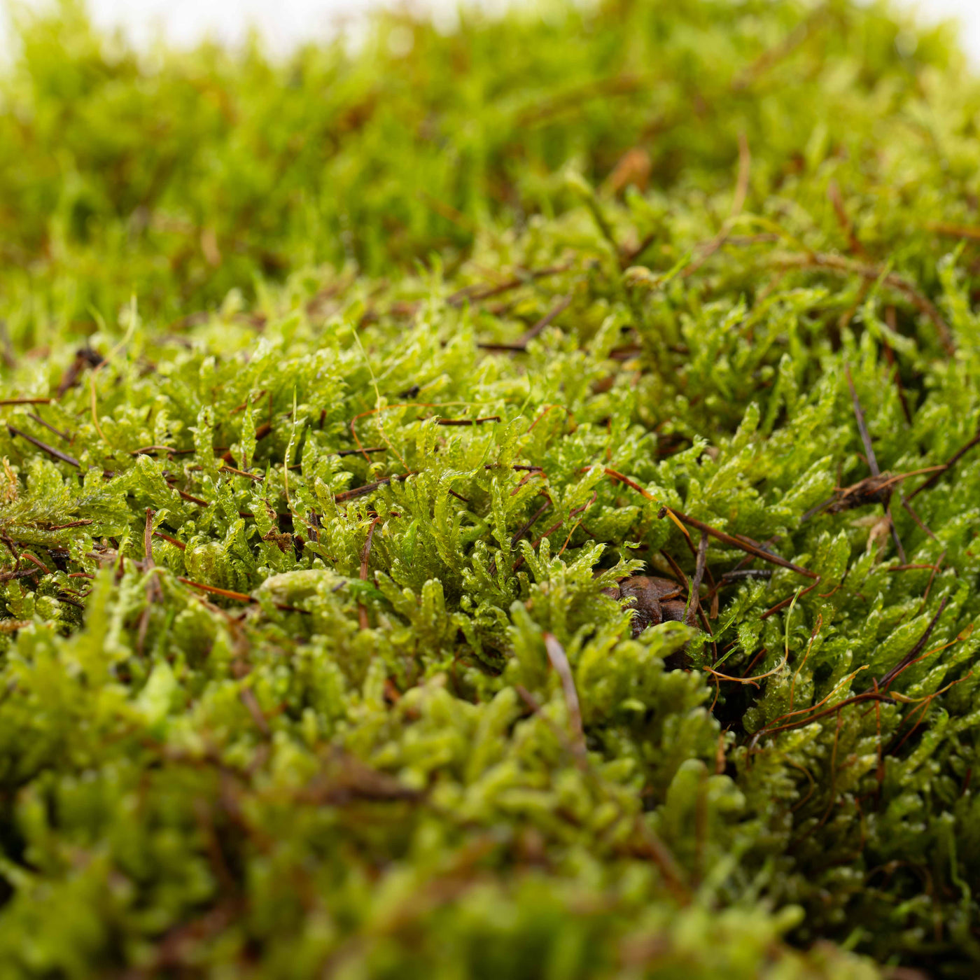 Close-up of Hypnum Carpet Moss showing fine, flexible foliage ideal for creating seamless terrarium landscapes.