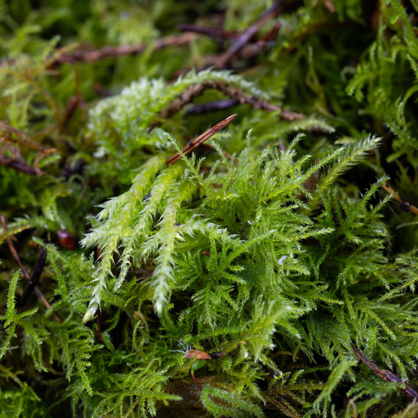 High-quality Fern Moss offering natural moisture support and lush coverage for ecological planting layouts and bioactive setups.