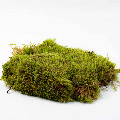 Carpet Moss (Hypnum cupressiforme) forming soft green mats for terrariums, vivariums, and natural ground cover scenery.