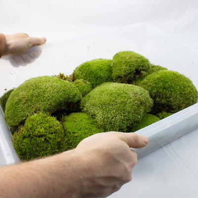 Live Cushion Moss cluster showing vibrant colour and moisture-retentive texture, suited for reptile, amphibian, and invertebrate habitats.