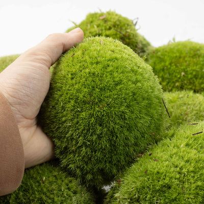 Hand-selected Cushion Moss for naturalistic terrarium layouts, bonsai accents, woodland-inspired décor, and ecological displays.