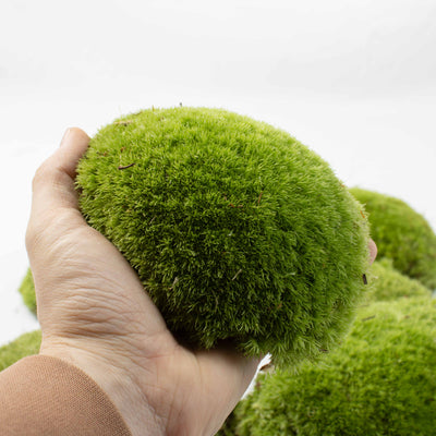 Premium live Cushion Moss ready for placement, creating height and depth in terrariums, paludariums, and moss gardens.
