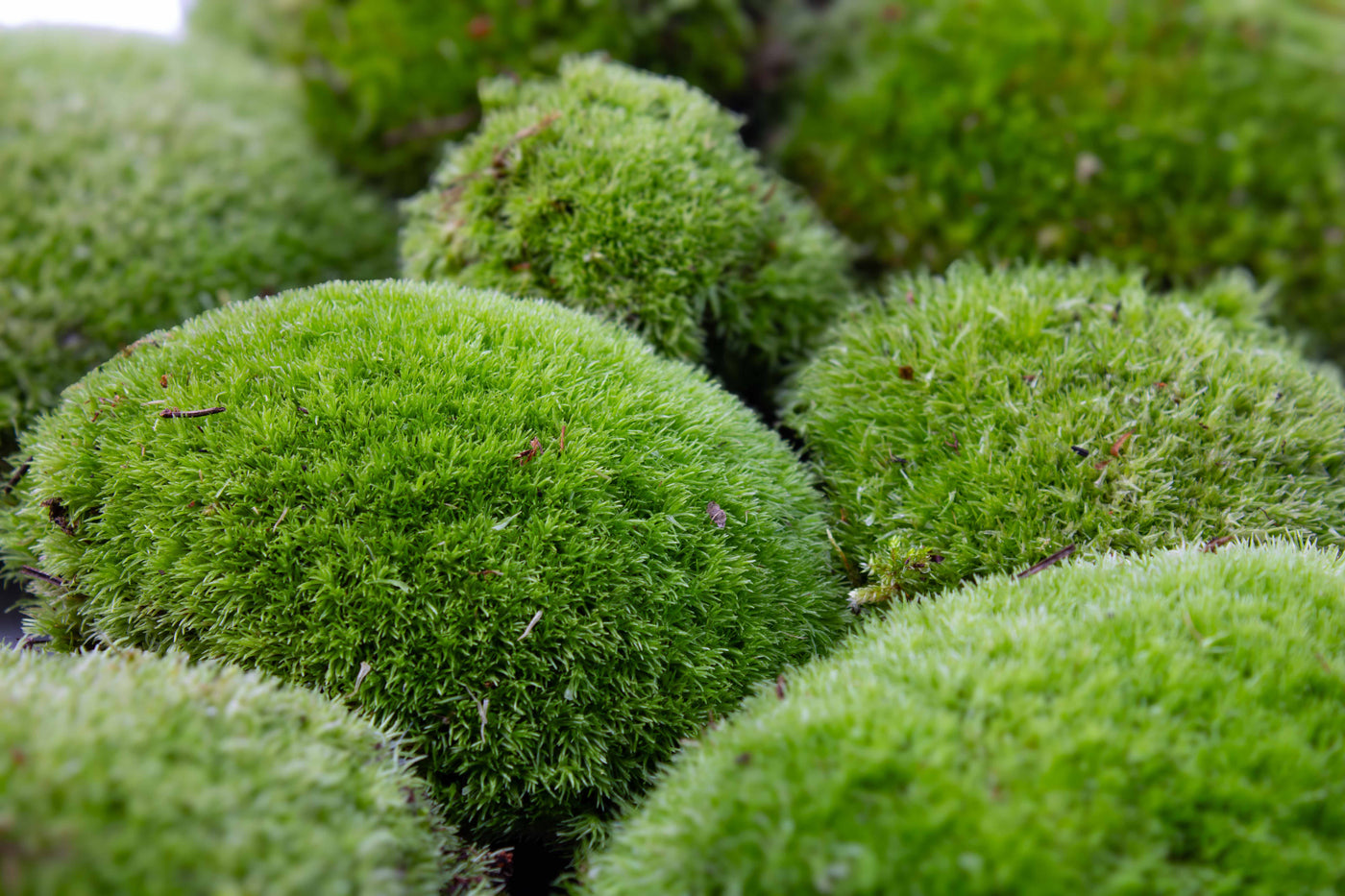Soft, spongy Leucobryum glaucum moss mounds designed for hobbyists, aquascape terrariums, and biotope-inspired builds.