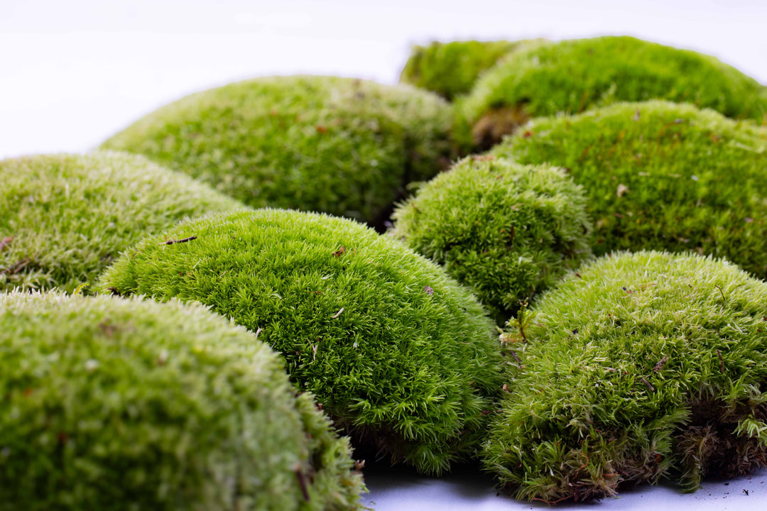 living moss pole Live Cushion Moss (Leucobryum glaucum)