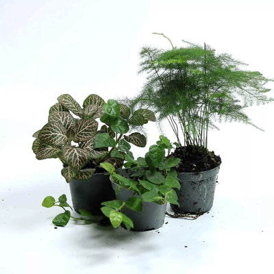 Bright and unusual tropical plant bundle in small pots—perfect for hobbyists, gift boxes, and creating visual variety in home plant displays.