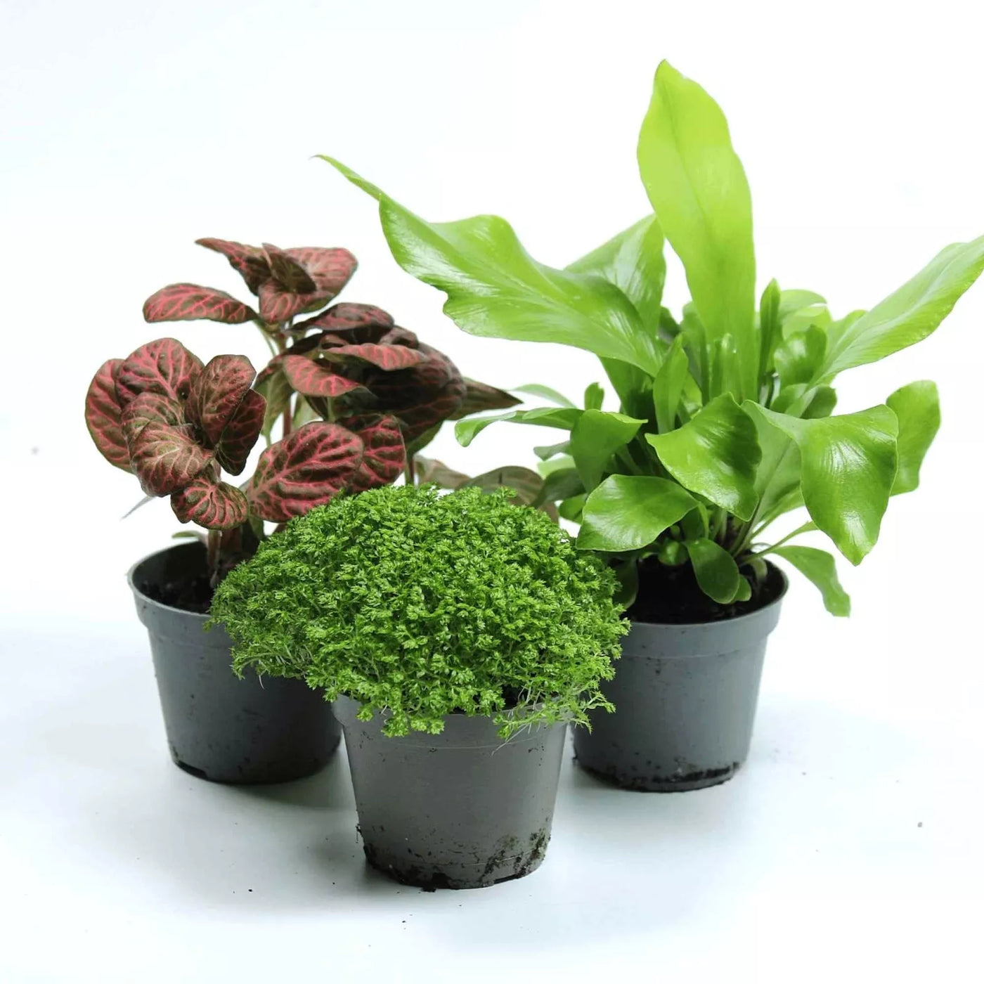 Tropical variety pack with 6cm plants like Peperomia orba, Fittonia, and Chamaedorea—vibrant mix perfect for green gifting and indoor greenery.