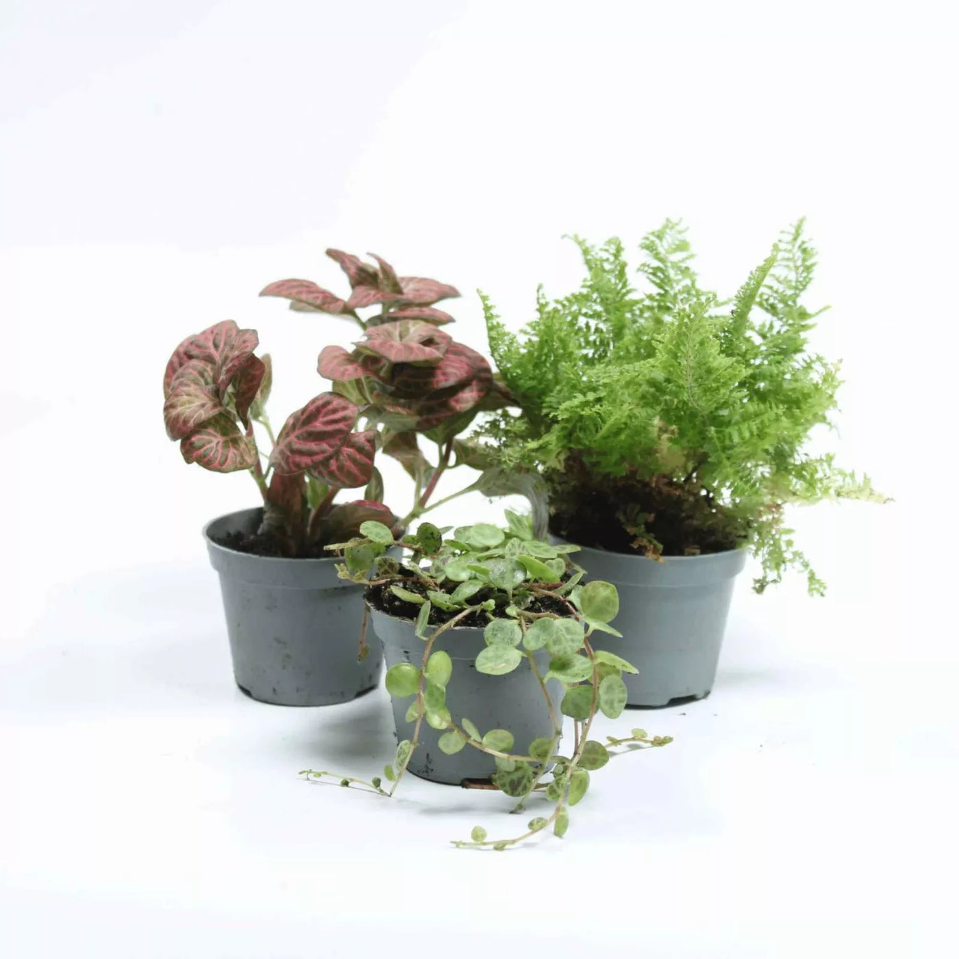 Selection of compact tropical plants, from bold foliage to quirky leaf shapes—ready to elevate your home jungle or terrarium setup.