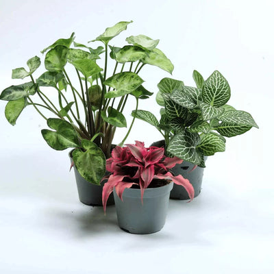 Assorted tropical houseplants in 6cm pots, including Fittonia, Pilea, and Peperomia—ideal for terrariums, plant bundles, and houseplant collections.