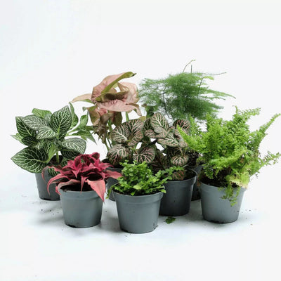 Bundle of mini tropical plants, including low-maintenance options for humid environments—great for bathrooms, desktops, or plant shelves.