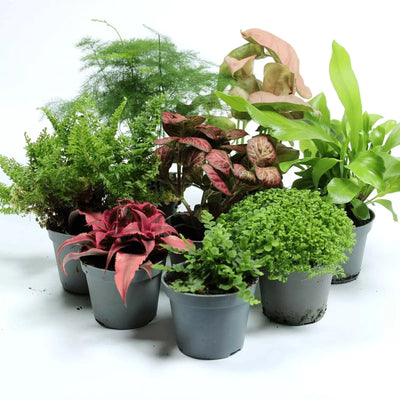 Variety pack of small tropical plants for closed terrariums, home décor, or gifting—easy-care, lush greenery delivered from the UK.
