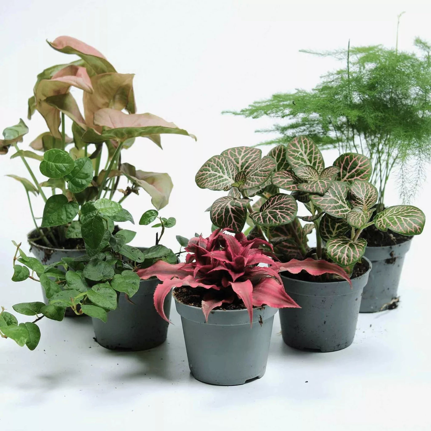 Tropical plant mix featuring 6cm indoor favourites like Chinese Money Plant, Pink Fittonia, and Peperomia—great for beginners and collectors alike.