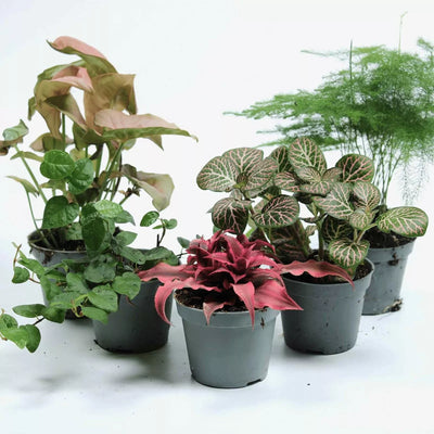 Tropical plant mix featuring 6cm indoor favourites like Chinese Money Plant, Pink Fittonia, and Peperomia—great for beginners and collectors alike.