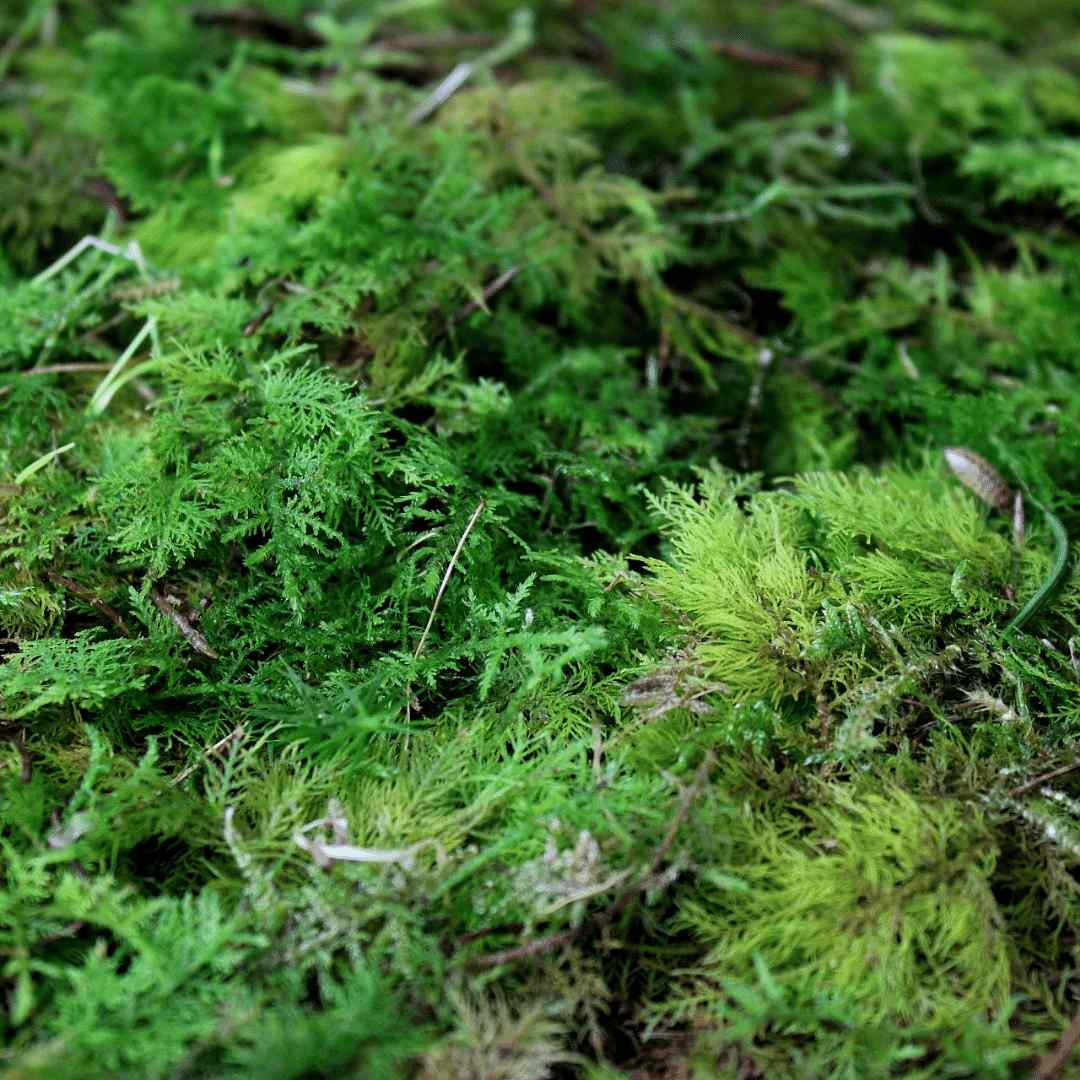 Live and green healthy mosses to buy UK