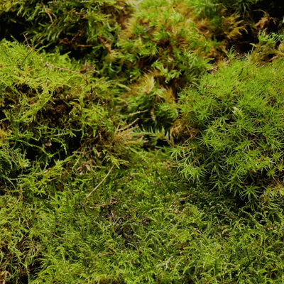 Fresh sheet moss for terrarium making