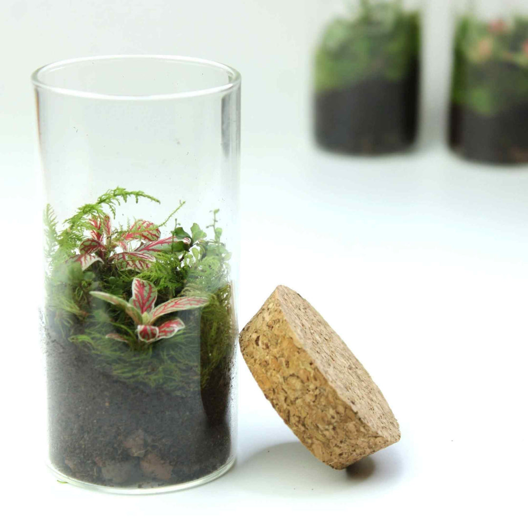 miniature terrarium plants wholesale 3 x Mini Fittonia Terrarium Bundle | For Sale