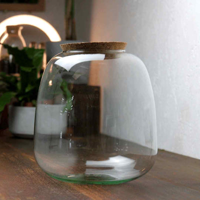 Buy terrarium container with lid 