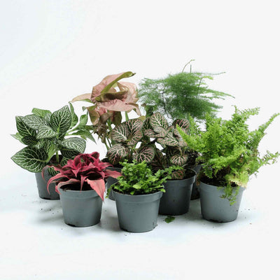 Best plants for terrariums UK