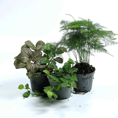 Small terrarium Plant Mix