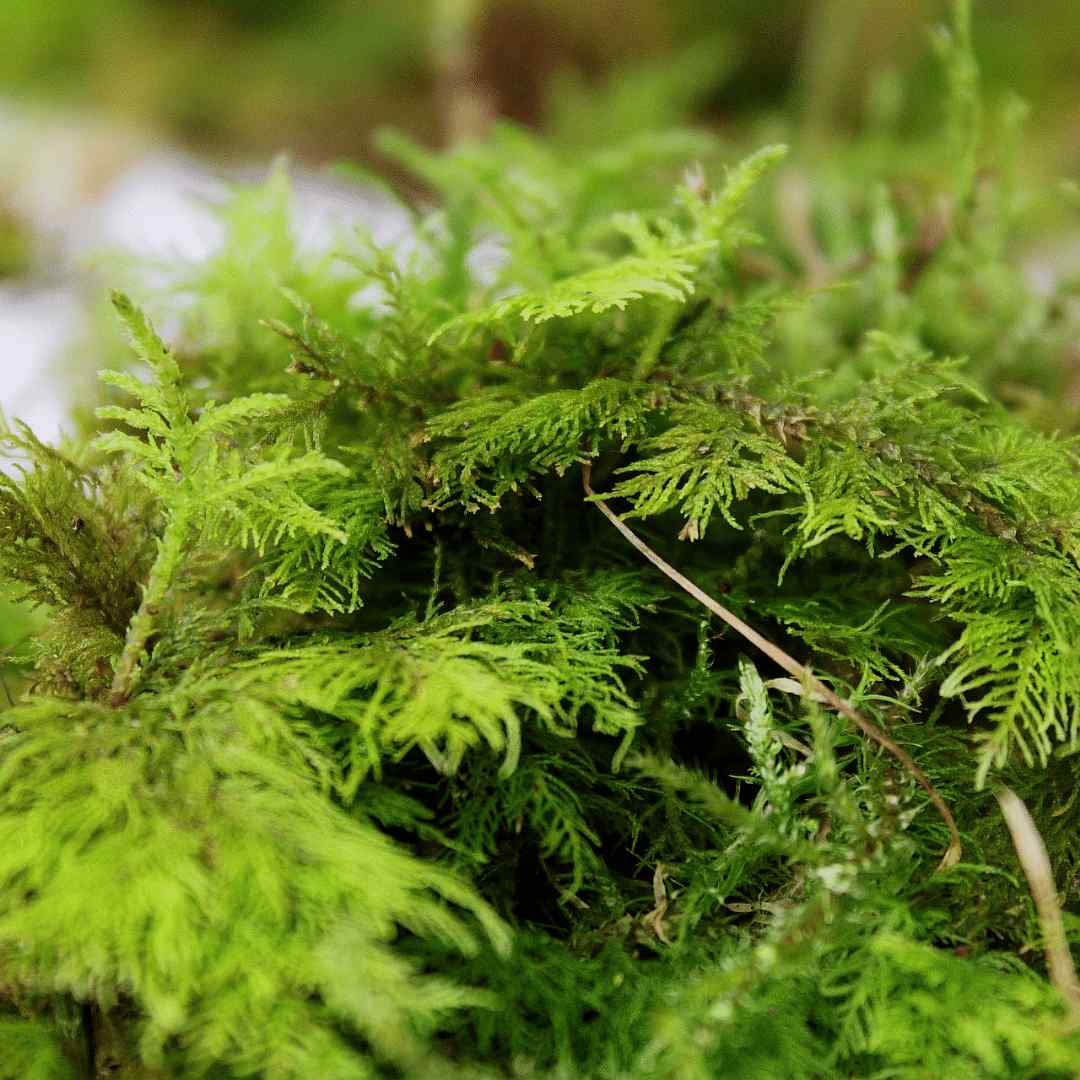 Fern moss for terrariums