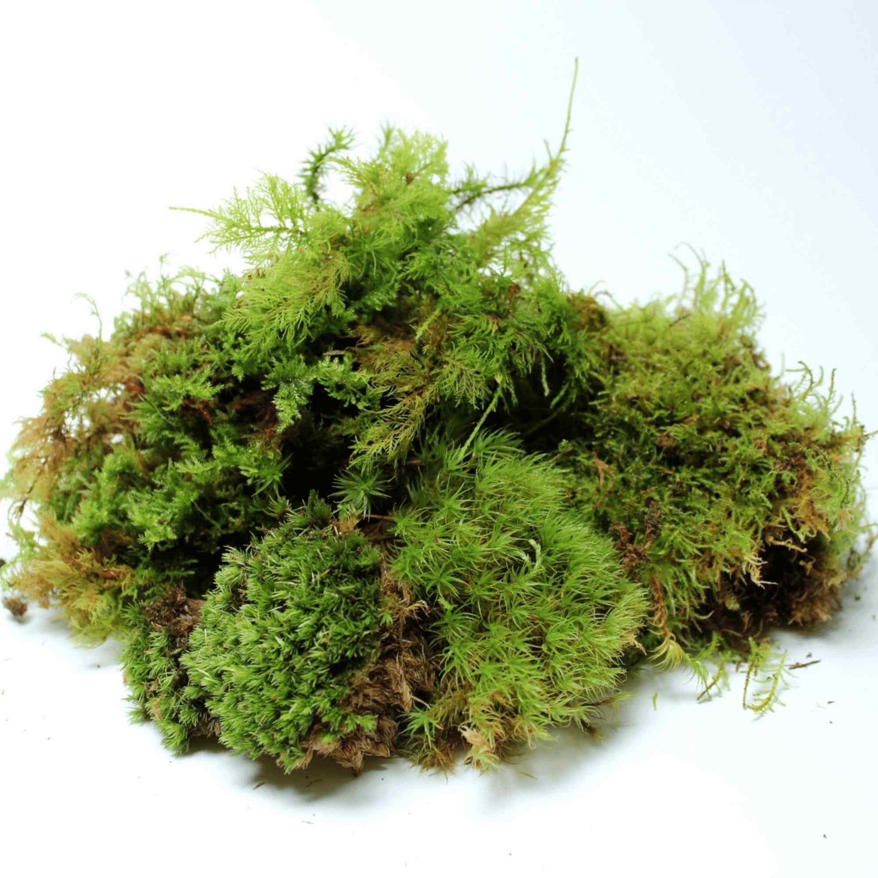 LIVE CARPET MOSS Natural Fresh Moss Terrarium Supplies Flat Moss