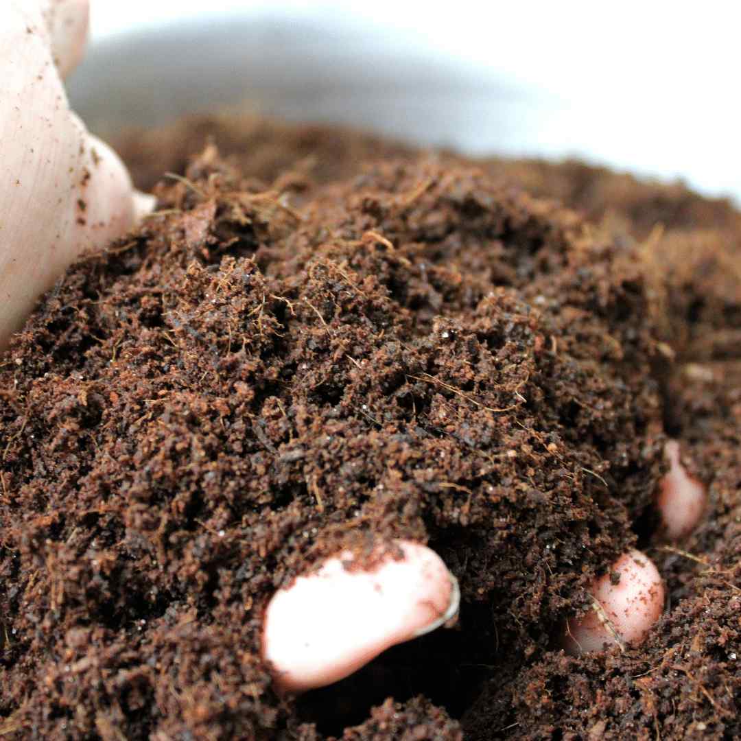 Coco coir substrate for terrariums or houseplants