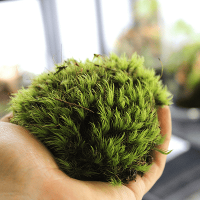Live cushion moss perfect for enclosed terrariums