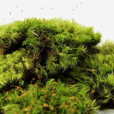 Live mood moss to make your own terrarium
