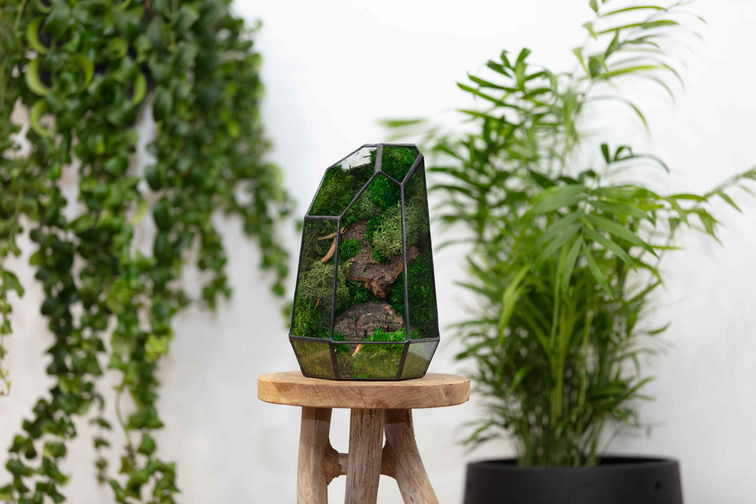Buy Prism Geometric Terrarium | For Sale | ome